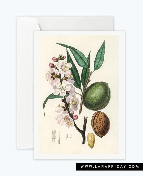 0145-vintage botanical pink blossom 10